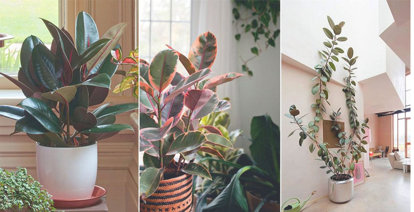 Rubber Plants - Best Indoor Vastu plants for home and office