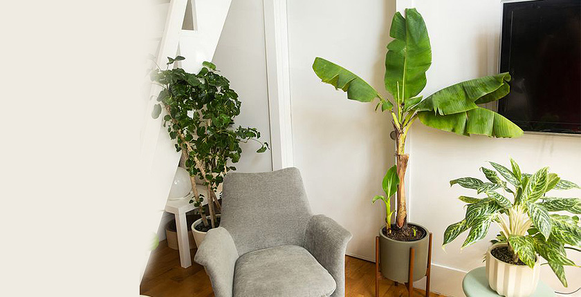 Vastu Tips for Banana Tree in your home or lawn